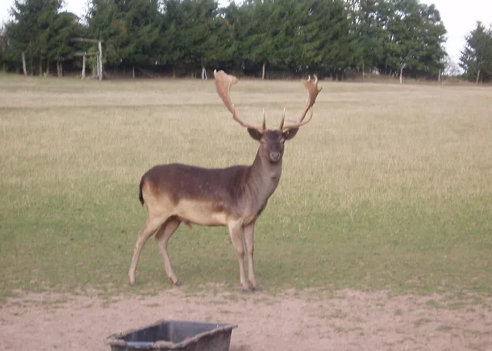Ridder Marienmünster